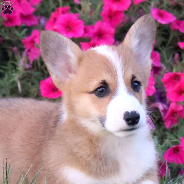 Pheonix, Pembroke Welsh Corgi Puppy